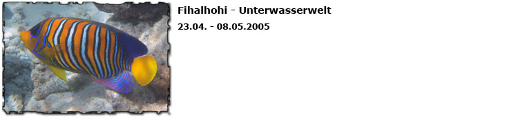 Fihalhohi - Malediven - Unterwasserwelt